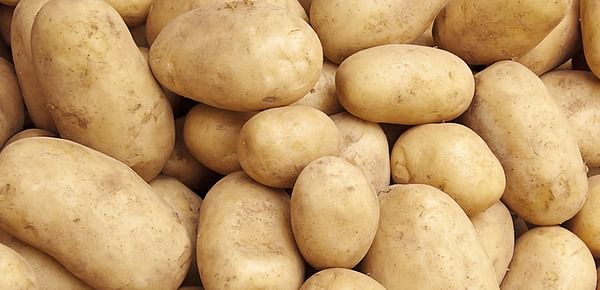 Bangladesh targets potato production of over 4 million tons just for the Rangpur division