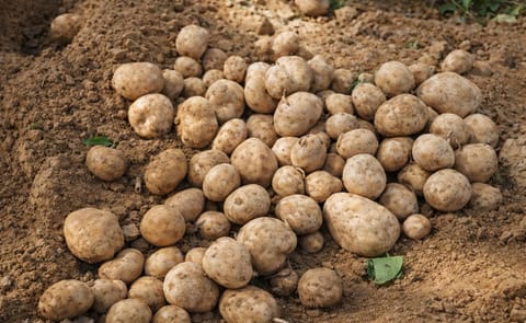 Colombia tendrá papa transgénica debido al tizón tardío Colombia tendrá papa transgénica debido al tizón tardío