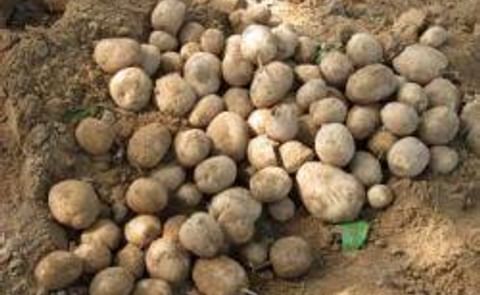 Colombia tendrá papa transgénica debido al tizón tardío Colombia tendrá papa transgénica debido al tizón tardío