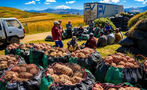 El reglamento de la Ley N.° 31920 impulsará la industrialización de la papa en Perú, promoviendo productos de mayor valor agregado, el acceso a financiamiento y prácticas sostenibles para fortalecer la competitividad del sector. El reglamento de la Ley N.° 31920 impulsará la industrialización de la papa en Perú, promoviendo productos de mayor valor agregado, el acceso a financiamiento y prácticas sostenibles para fortalecer la competitividad del sector.
