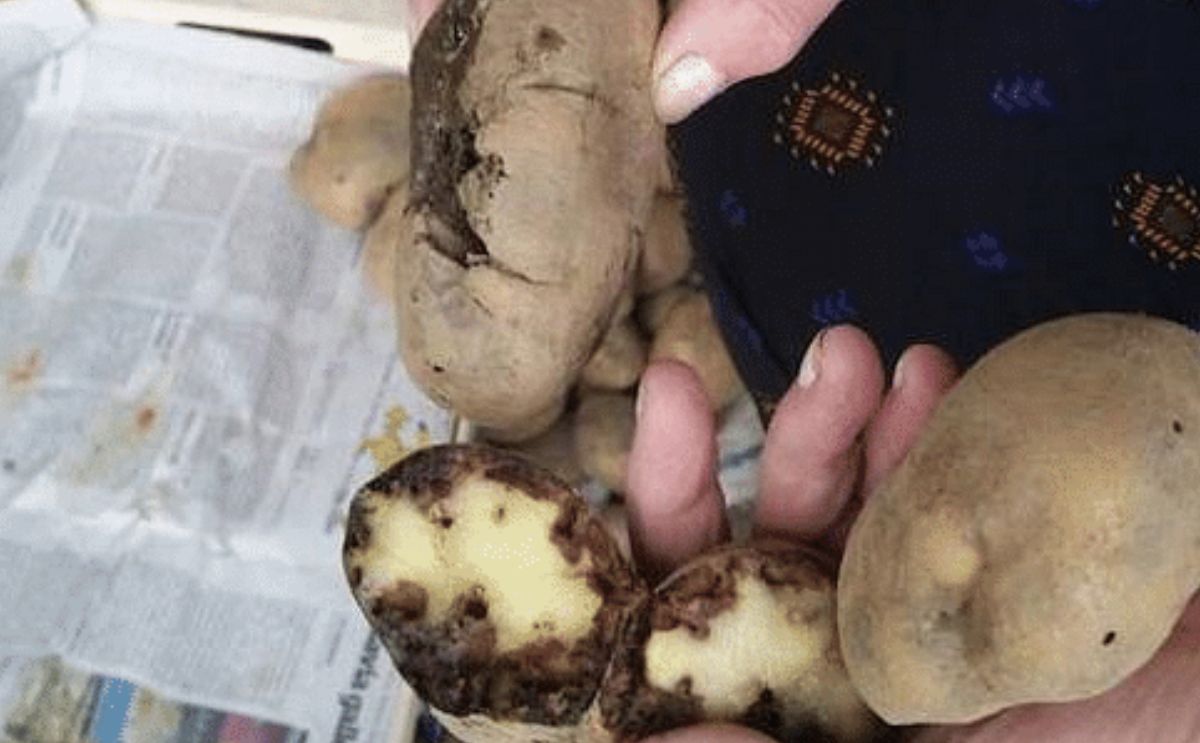 7 municipios españoles deberán destruir los cultivos de papa atacados por la polilla guatemalteca