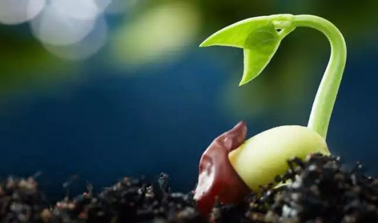 Perú: Una iniciativa de semillas de ‘fuente abierta’ liberó 36 variedades de 14 cultivos alimenticios