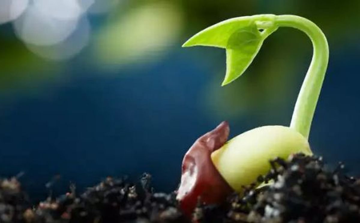 Perú: Una iniciativa de semillas de ‘fuente abierta’ liberó 36 variedades de 14 cultivos alimenticios
