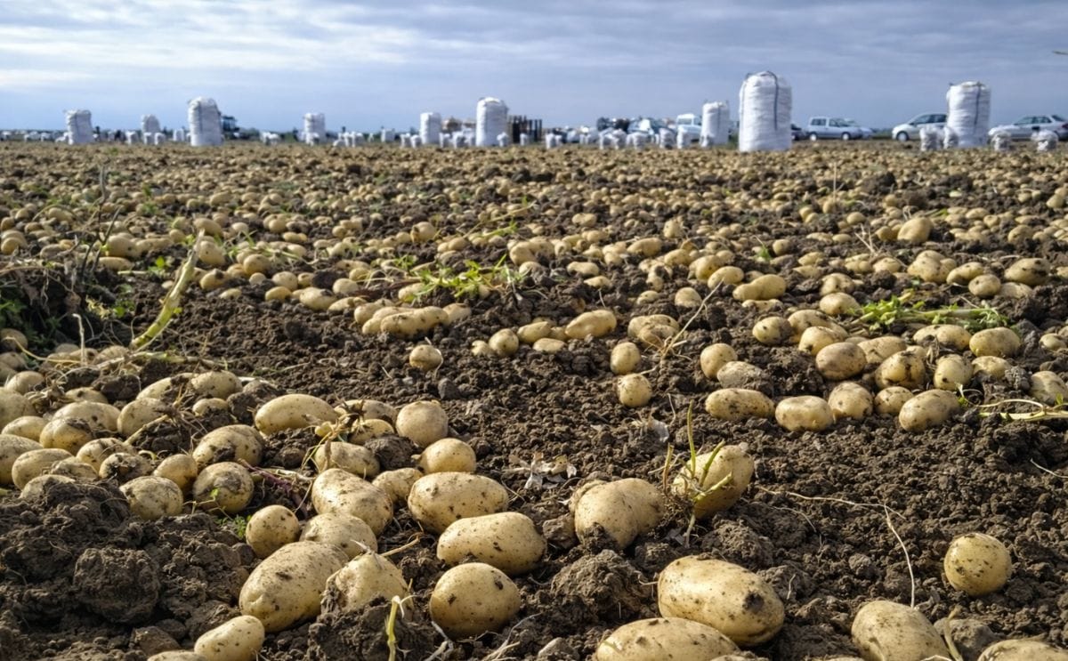 España: Producir leche y papa tendrá una rebaja fiscal