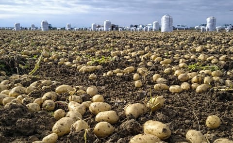 España: Producir leche y papa tendrá una rebaja fiscal España: Producir leche y papa tendrá una rebaja fiscal