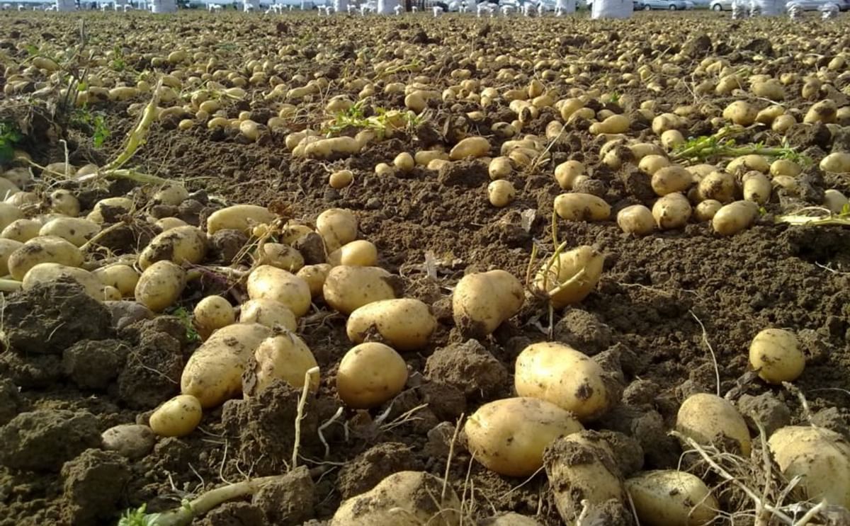 España: Producir leche y papa tendrá una rebaja fiscal España: Producir leche y papa tendrá una rebaja fiscal