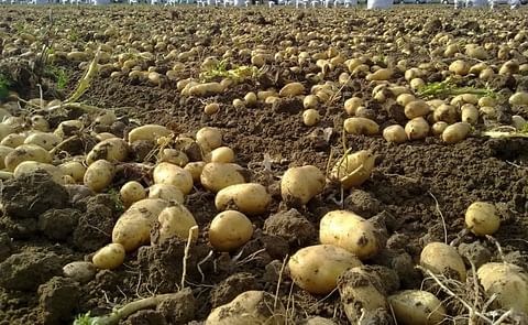 España: Producir leche y papa tendrá una rebaja fiscal España: Producir leche y papa tendrá una rebaja fiscal