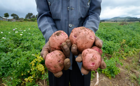 Usar semilla certificada de papa no siempre aumenta la producción Usar semilla certificada de papa no siempre aumenta la producción