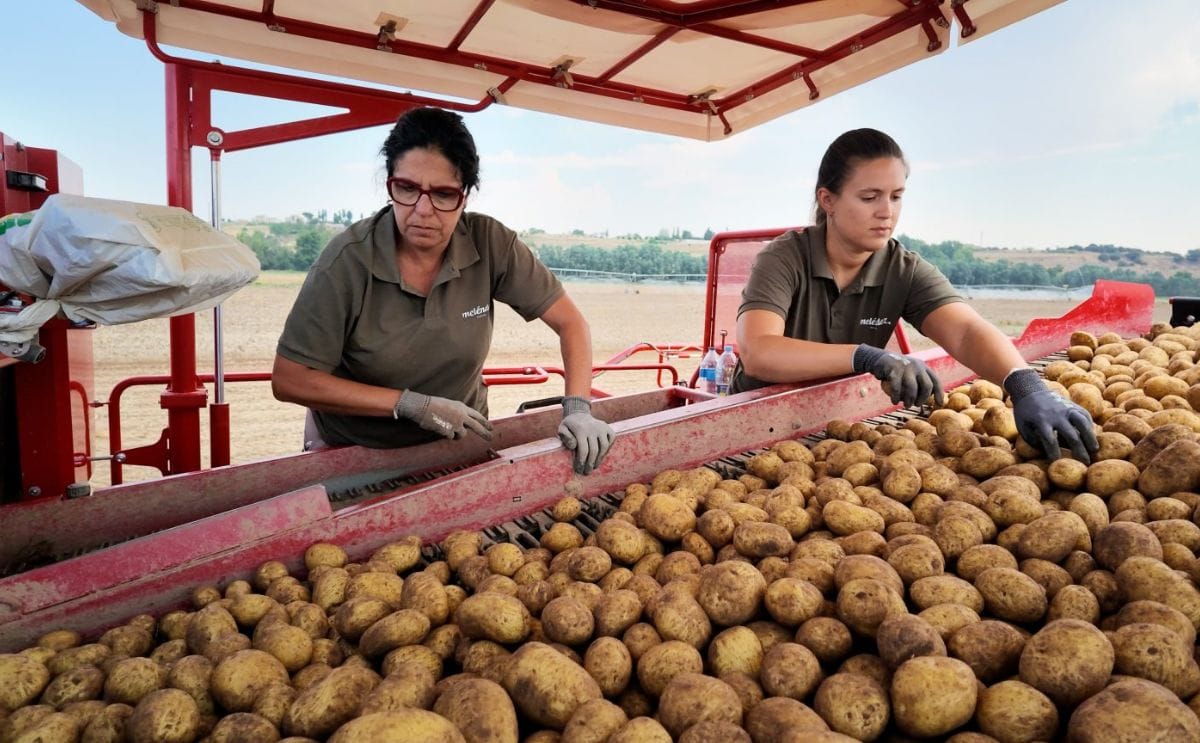 Patatas Meléndez inicia la campaña de Patata Nueva con los primeros arranques en Villalazán (Zamora) Patatas Meléndez inicia la campaña de Patata Nueva con los primeros arranques en Villalazán (Zamora)