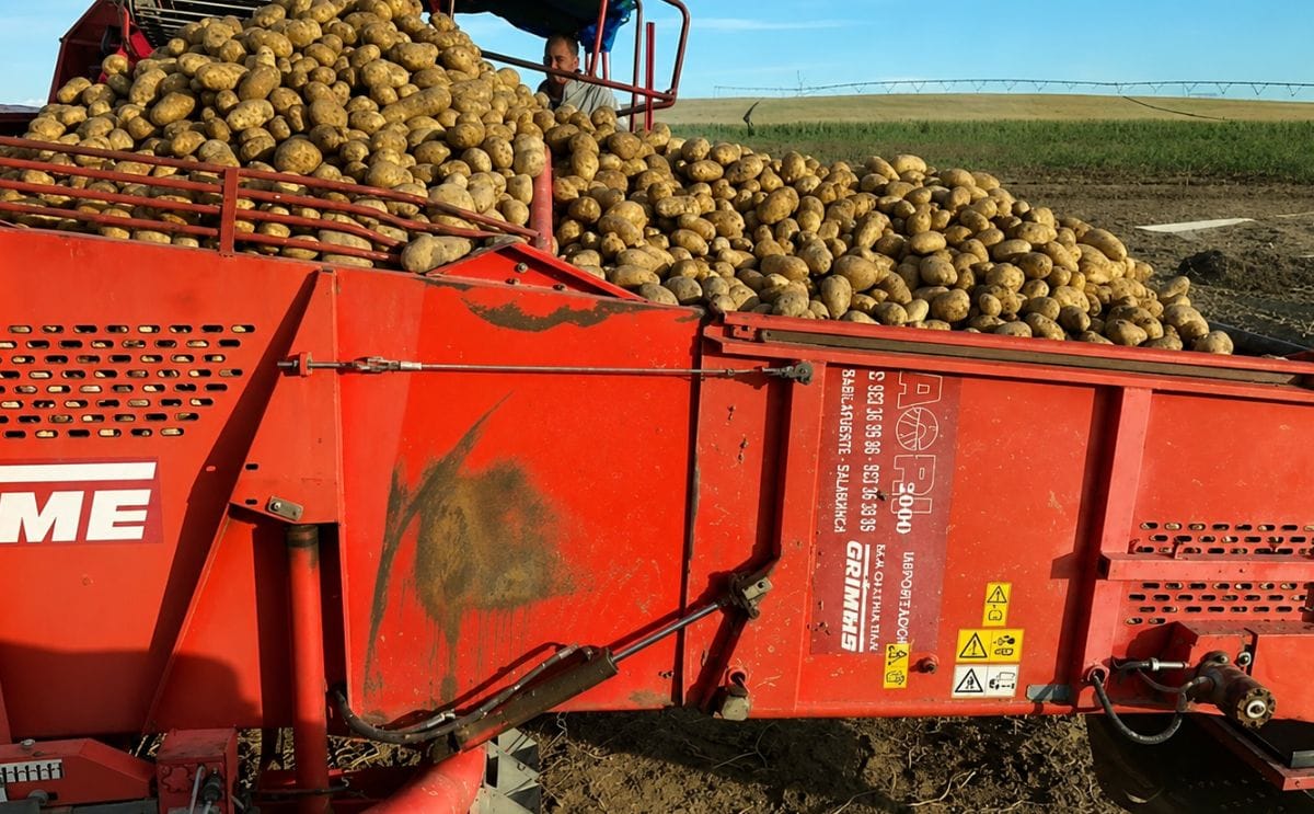 La cosecha de patata ha comenzado en Castilla y León, donde se esperan buenos rendimientos mientras los productores reclaman precios justos que cubran los costes de producción.