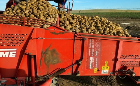 La cosecha de patata ha comenzado en Castilla y León, donde se esperan buenos rendimientos mientras los productores reclaman precios justos que cubran los costes de producción. La cosecha de patata ha comenzado en Castilla y León, donde se esperan buenos rendimientos mientras los productores reclaman precios justos que cubran los costes de producción.