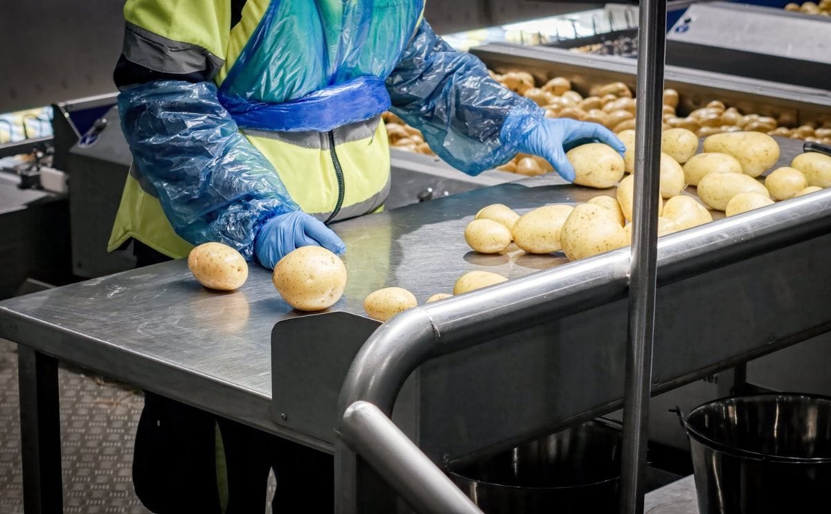 Automation is no longer optional for potato processors, it's the difference between staying competitive and losing ground. Here's how modern processing lines are cutting waste, energy use, and labour dependency, all at once. 