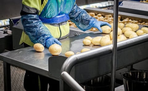 Automation is no longer optional for potato processors, it's the difference between staying competitive and losing ground. Here's how modern processing lines are cutting waste, energy use, and labour dependency, all at once. Automation is no longer optional for potato processors, it's the difference between staying competitive and losing ground. Here's how modern processing lines are cutting waste, energy use, and labour dependency, all at once.