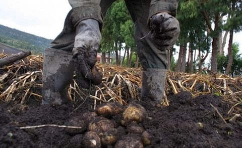80 mil toneladas de tierra llegan cada año a Bogotá junto con 16 millones de bultos de papa ¿qué hacer? 80 mil toneladas de tierra llegan cada año a Bogotá junto con 16 millones de bultos de papa ¿qué hacer?