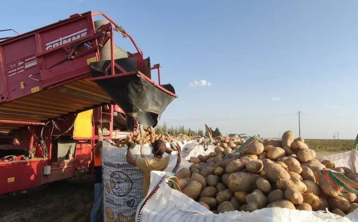 La cosecha de patata ha comenzado en Salamanca, donde los agricultores alertan de que los precios en origen se sitúan por debajo de los costes de producción, en un contexto de aumento de la oferta. (Cortesía: J. H.) La cosecha de patata ha comenzado en Salamanca, donde los agricultores alertan de que los precios en origen se sitúan por debajo de los costes de producción, en un contexto de aumento de la oferta. (Cortesía: J. H.)