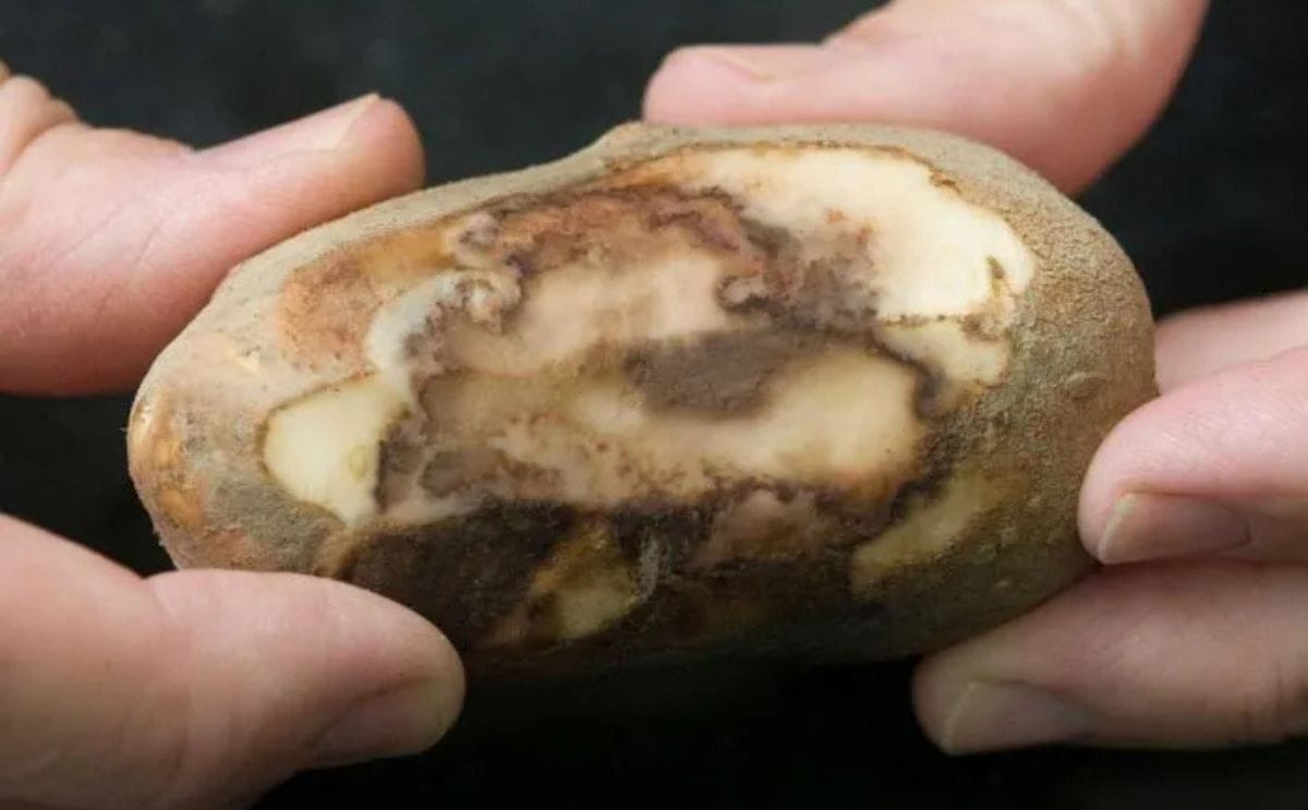 Productores de papa en Quilmaná (Perú) destruyeron alrededor de 100 hectáreas de cultivo tras un brote de plaga favorecido por las altas temperaturas asociadas al fenómeno de El Niño Productores de papa en Quilmaná (Perú) destruyeron alrededor de 100 hectáreas de cultivo tras un brote de plaga favorecido por las altas temperaturas asociadas al fenómeno de El Niño