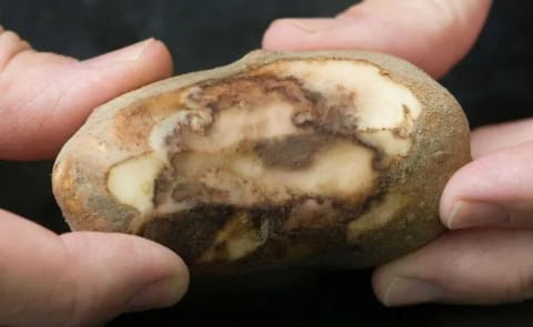Productores de papa en Quilmaná (Perú) destruyeron alrededor de 100 hectáreas de cultivo tras un brote de plaga favorecido por las altas temperaturas asociadas al fenómeno de El Niño Productores de papa en Quilmaná (Perú) destruyeron alrededor de 100 hectáreas de cultivo tras un brote de plaga favorecido por las altas temperaturas asociadas al fenómeno de El Niño