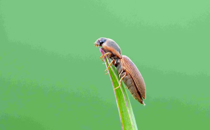 Adult click beetles produce the wireworm larvae targeted by Renaissance BioScience's yeast-based RNAi biopesticide research. Adult click beetles produce the wireworm larvae targeted by Renaissance BioScience's yeast-based RNAi biopesticide research.