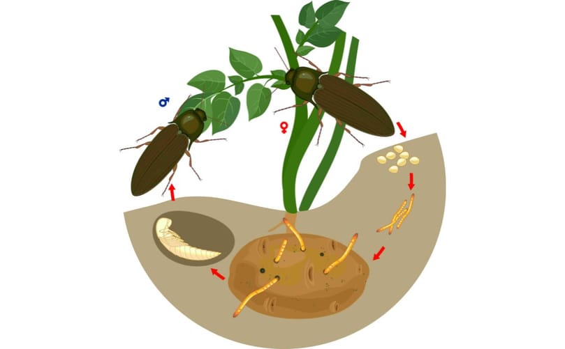 Wireworms spend several years underground feeding on roots and tubers, making them among agriculture's most difficult soil-dwelling pests to control. Wireworms spend several years underground feeding on roots and tubers, making them among agriculture's most difficult soil-dwelling pests to control.