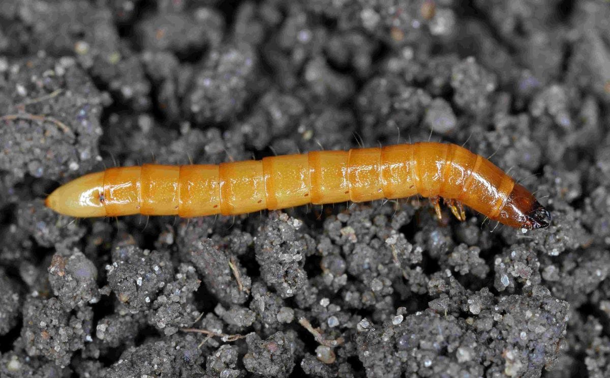 Renaissance BioScience is developing a yeast-based RNAi biopesticide to target wireworms, a major soil-dwelling pest of potatoes and other crops. Renaissance BioScience is developing a yeast-based RNAi biopesticide to target wireworms, a major soil-dwelling pest of potatoes and other crops.