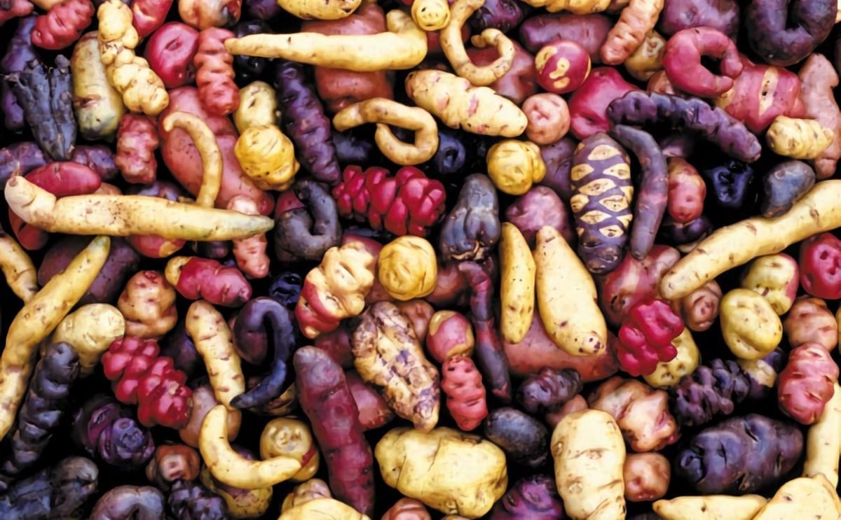 Selection of Andean wild potatoes