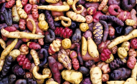 Selection of Andean wild potatoes Selection of Andean wild potatoes