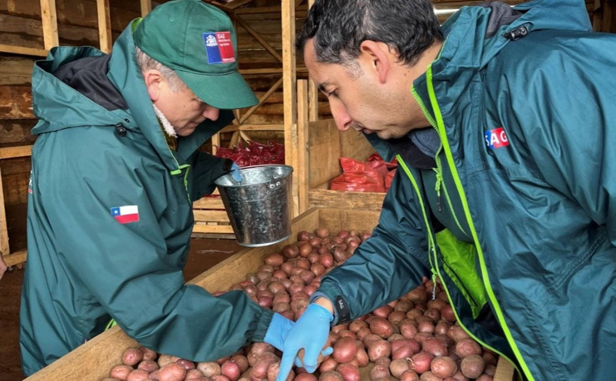 Productores de semilla de papa de Arauco, Chile, se preparan para los nuevos requisitos del SAG sobre registro, trazabilidad, documentación y control sanitario, que serán obligatorios a partir de la temporada 2027-2028.