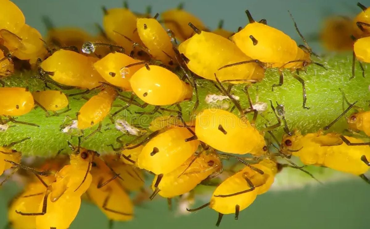 Aphid