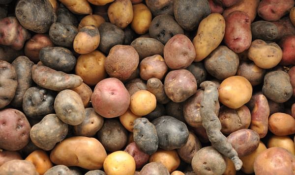 All Hail the Rise of the Climate - Smart Potato