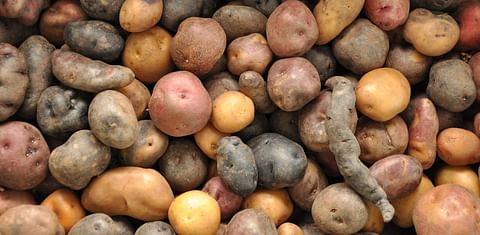 All Hail the Rise of the Climate - Smart Potato