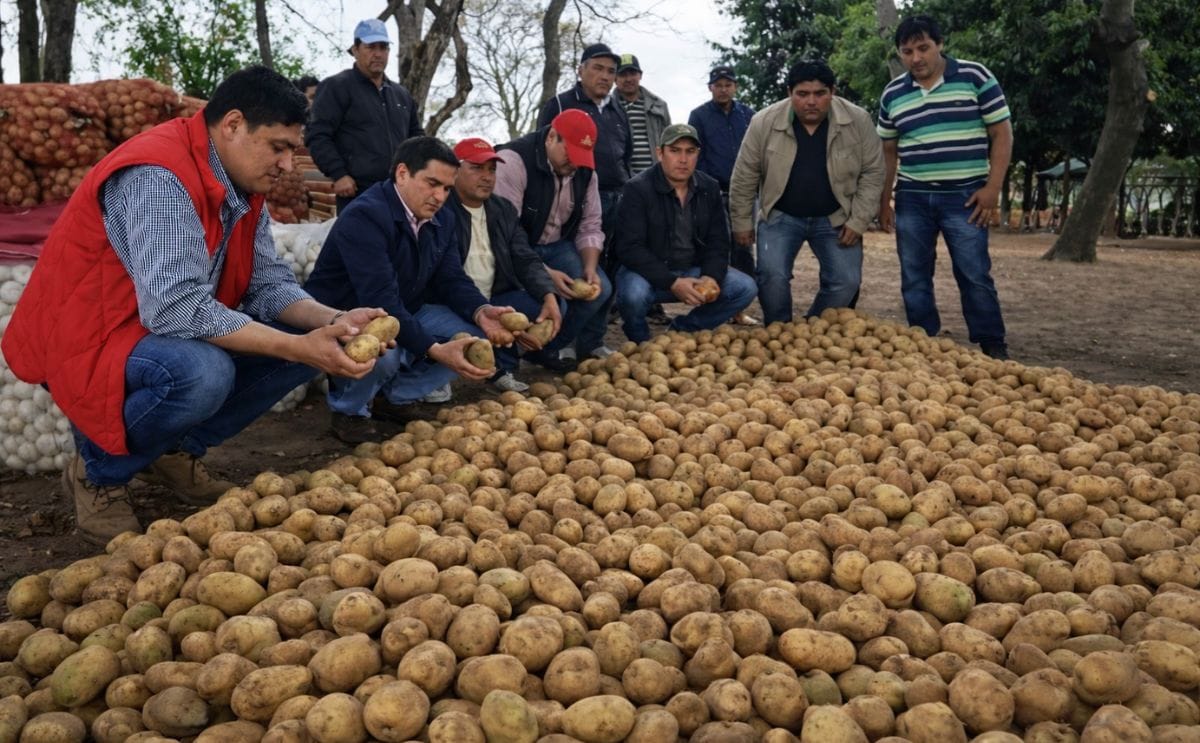 [Triptico] Guía técnica para el cultivo de la papa en Paraguay