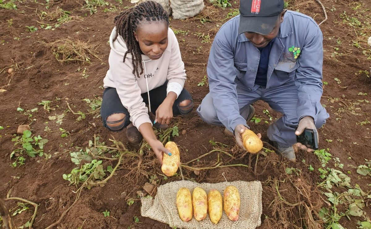 Kenyan farmers examine freshly harvested PCN-resistant potatoes, Malaika and Glen, developed by The James Hutton Institute to improve yields and support food security. Kenyan farmers examine freshly harvested PCN-resistant potatoes, Malaika and Glen, developed by The James Hutton Institute to improve yields and support food security.