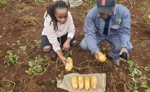 Kenyan farmers examine freshly harvested PCN-resistant potatoes, Malaika and Glen, developed by The James Hutton Institute to improve yields and support food security. Kenyan farmers examine freshly harvested PCN-resistant potatoes, Malaika and Glen, developed by The James Hutton Institute to improve yields and support food security.