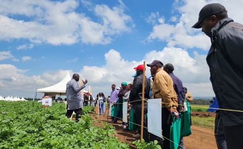 Kenya to Host the 13th World Potato Congress in Late 2026 Kenya to Host the 13th World Potato Congress in Late 2026