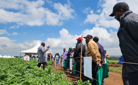 Kenya to Host the 13th World Potato Congress in Late 2026 Kenya to Host the 13th World Potato Congress in Late 2026