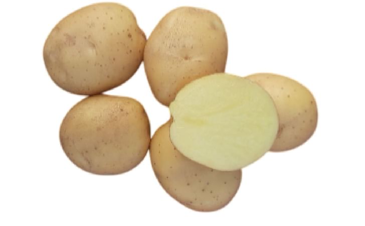 KUFRI CHIP BHARAT-2 KUFRI CHIP BHARAT-2