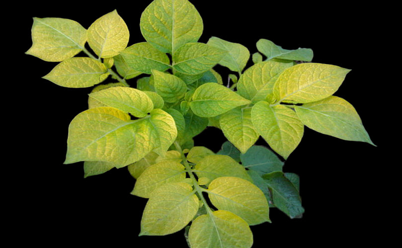 Illustration depicting the role of nitrogen in potato plant growth and development Illustration depicting the role of nitrogen in potato plant growth and development
