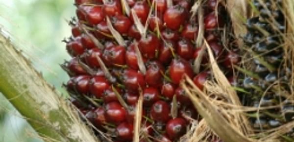  Palm oil price reaches record high