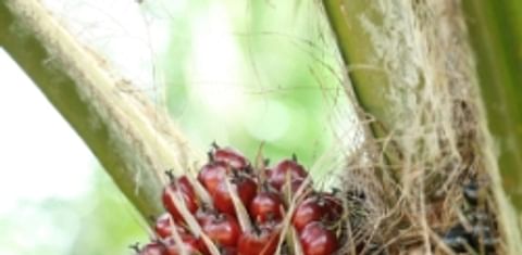  Palm oil price reaches record high