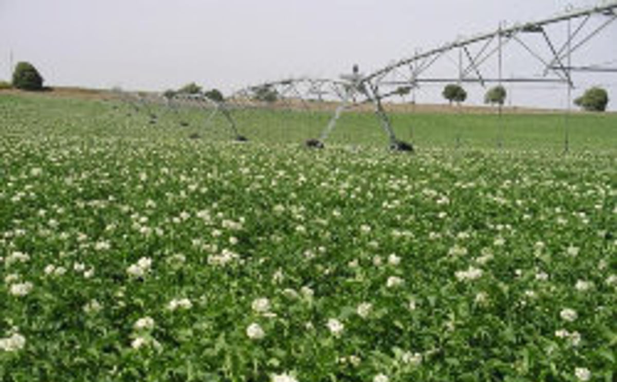 Una tesis propone nuevos métodos para mantener la calidad de las papas mínimamente procesadas durante 14 días Una tesis propone nuevos métodos para mantener la calidad de las papas mínimamente procesadas durante 14 días
