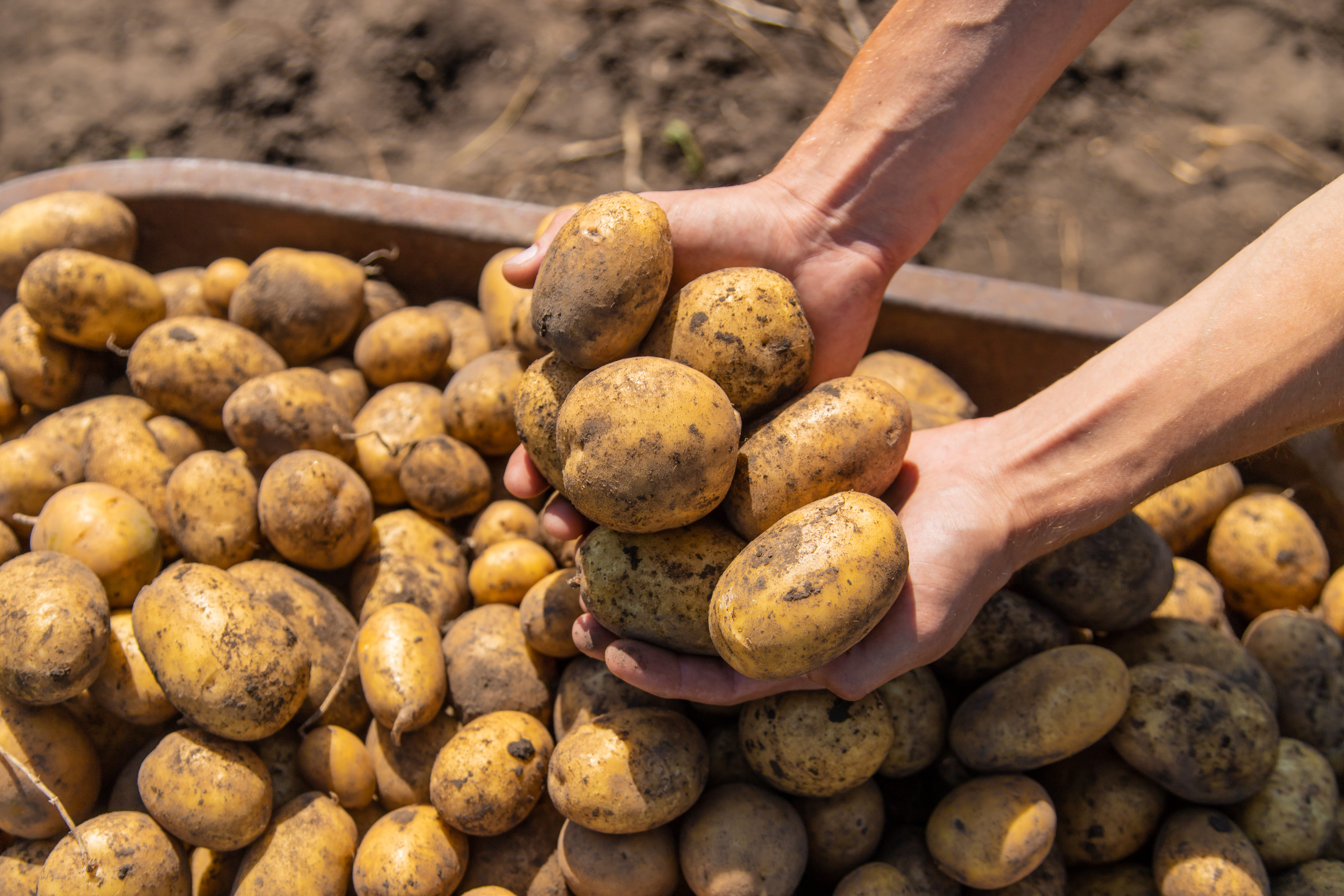 Potato in hand stock image