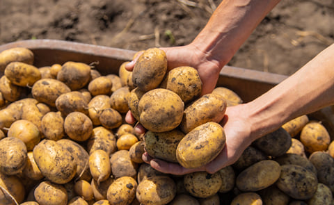 Potato in hand stock image Potato in hand stock image