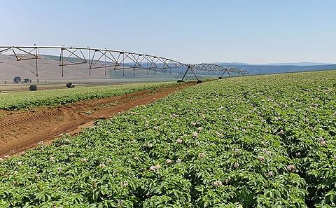 Current technology used by Potatoes South Africa is generating valuable production information on potatoes under irrigation, but more accurate information is still needed on potatoes planted in dryland conditions. (Courtesy: FW Archive)