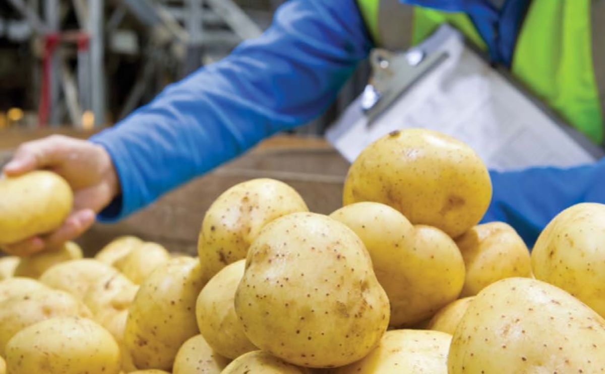 Middle East ready to import Ukrainian potatoes Middle East ready to import Ukrainian potatoes