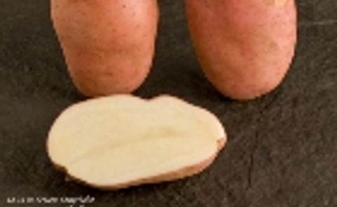 'Sarpo Mira' potato variety 'plant of the week' in The Guardian 'Sarpo Mira' potato variety 'plant of the week' in The Guardian