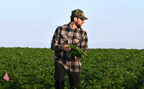Dominic Levesque taking samples in Picketa customers’ potato fields to take back and analyze. (Courtesy: Picketa Systems)