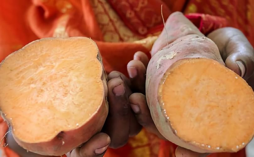 A child holds out OFSP roots (Courtesy: International Potato Center)