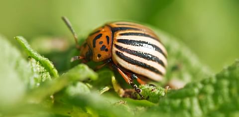 Colorado beetle catcher deals with lazy potato pest