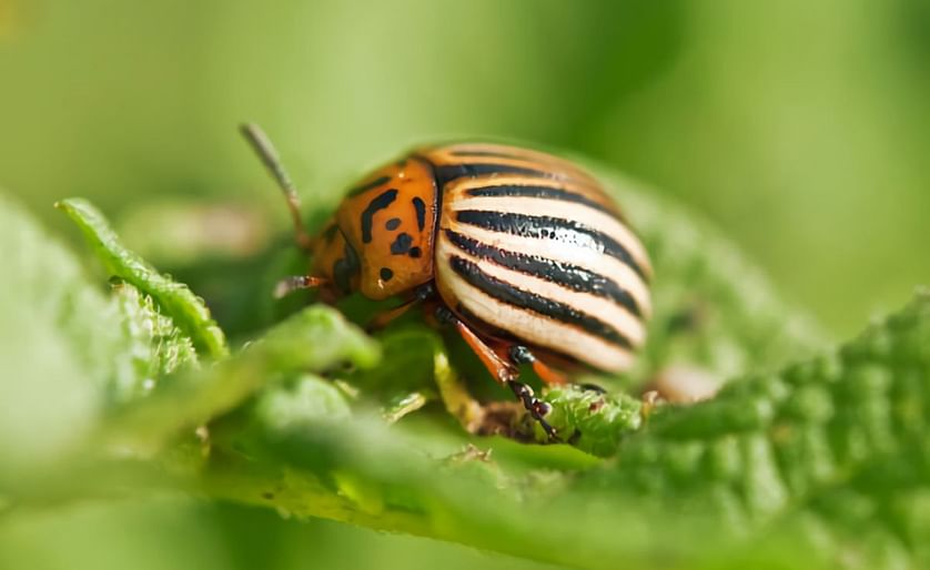 A colorado beetle in action. Photo: DutchNews.nl