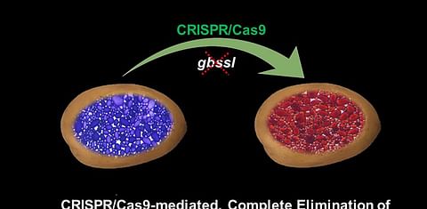 Texas A&M AgriLife researchers use CRISPR technology to modify starches in potatoes